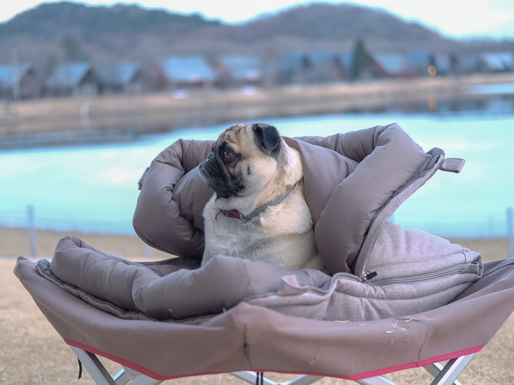 ドッグオフトン